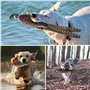 YouXiaor Dummy Jouet d'entraînement pour Chien Jouet pour Chien Canard de Dressage pour Chien Jouet Colvert Canard de Chasse pou
