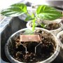 CHUEHKAK Lot de 24 étiquettes pour plantes - En cuivre - Étanche - En métal - Pour herbes aromatiques - Étiquettes pour parterre