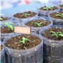CHUEHKAK Lot de 24 étiquettes pour plantes - En cuivre - Étanche - En métal - Pour herbes aromatiques - Étiquettes pour parterre