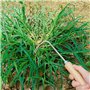 GYSRXS Couteau Desherber de Jardin Outil de Désherbage en Acier Inoxydable Désherbeur Manuelle avec Manche pour Désherbage,Draga