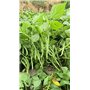 pole haricot graines végétales maison extérieur jardin végéta