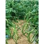 haricot long noodle yard