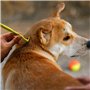 linvshi shop Crochet Tiques,3 Pièces Tire Tique,Pince a Tique Plastique,pour Chiens Chats Efficace Tick Removal Tool