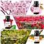 Essentielles Aromathérapie