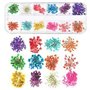 3D Nail Art Véritable Fleur Séchée Nail Applique Nail Pièces Préservé Fleur Manucure