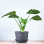 15cm Épaissir Pots De Fleurs Conteneur De Plantes Pot De Jardinage D'intérieur av