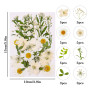 Xinzistar 105 pièces Ensemble de Fleurs séchées pressées Naturelles pour Bricolage Mélange Fleurs séchées de DIY Bougie Peinture