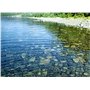 Warenwelt Gravier de Shungite 300 g ou 150 g. Pierres brutes pour purifier l'eau naturellement