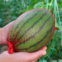 Sac en Filet en Plastique, 200 Pièces Sac en Filet Réutilisable, Maille D'emballage de Fruits et Légumes pour Sac de Filet D'oeu