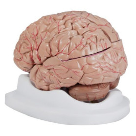 Budget Brain With Arteries Model by Anatomical Chart Company