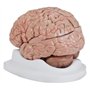 Budget Brain With Arteries Model by Anatomical Chart Company