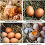 GanKe Lot de 5 œufs en bois pour poules - Œufs en bois artificiels pour aider à la ponte - Outil agricole pour volaille