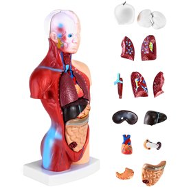 QWORK® 15 Pièces Modèle d'Anatomie Humaine - Crâne Cerveau Torse et Organes Internes - pour Étudiants en Médecine Médecins et En