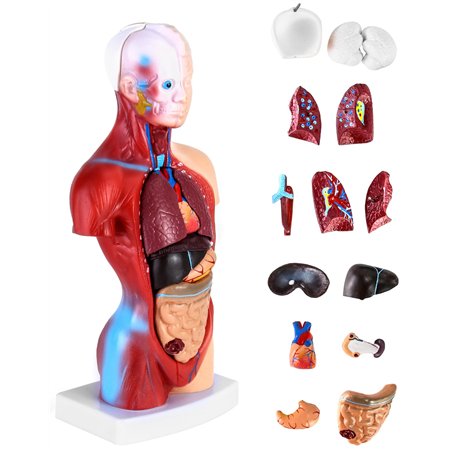 QWORK® 15 Pièces Modèle d'Anatomie Humaine - Crâne Cerveau Torse et Organes Internes - pour Étudiants en Médecine Médecins et En