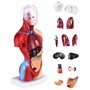 QWORK® 15 Pièces Modèle d'Anatomie Humaine - Crâne Cerveau Torse et Organes Internes - pour Étudiants en Médecine Médecins et En