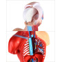 QWORK® 15 Pièces Modèle d'Anatomie Humaine - Crâne Cerveau Torse et Organes Internes - pour Étudiants en Médecine Médecins et En