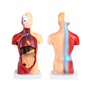 QWORK® 15 Pièces Modèle d'Anatomie Humaine - Crâne Cerveau Torse et Organes Internes - pour Étudiants en Médecine Médecins et En