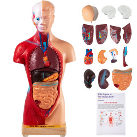 VEVOR Modèle Anatomie Torse Humain 15 Parties Modèle Organes Internes Anatomiques 28 cm Corps Humain PVC Crâne Tête Cœur Organes