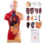 VEVOR Modèle Anatomie Torse Humain 15 Parties Modèle Organes Internes Anatomiques 28 cm Corps Humain PVC Crâne Tête Cœur Organes