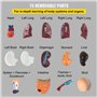 VEVOR Modèle Anatomie Torse Humain 15 Parties Modèle Organes Internes Anatomiques 28 cm Corps Humain PVC Crâne Tête Cœur Organes