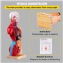 VEVOR Modèle Anatomie Torse Humain 15 Parties Modèle Organes Internes Anatomiques 28 cm Corps Humain PVC Crâne Tête Cœur Organes