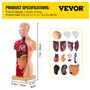 VEVOR Modèle Anatomie Torse Humain 15 Parties Modèle Organes Internes Anatomiques 28 cm Corps Humain PVC Crâne Tête Cœur Organes