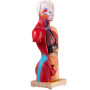 VEVOR Modèle Anatomie Torse Humain 15 Parties Modèle Organes Internes Anatomiques 28 cm Corps Humain PVC Crâne Tête Cœur Organes