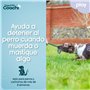 Harnais pour Chien Coachi