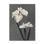 KemneT Floraison pivoine fleur plantes Murale Art Toile tableau peinture moderne nordique affiches et Tableaux murales pour salo