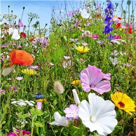 Maelsa® FLEURS ANNUELLES EN MELANGE SAUVAGES - annuelles et vivaces sachet de 2 grammes semences