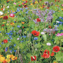 Maelsa® FLEURS ANNUELLES EN MELANGE SAUVAGES - annuelles et vivaces sachet de 2 grammes semences