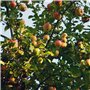 Fertilor Terreau Universel et Potager Pleine Terre ou bac 40 litres