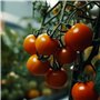 Fertilor Terreau Universel et Potager Pleine Terre ou bac 40 litres