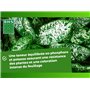 BHS Engrais Plantes Vertes - 500 mL - Soit 125 L - Engrais Plantes Vertes De La Maison EPVI500
