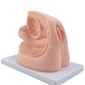 TOGEPP Modèle d'étude d'anatomie féminine