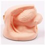 TOGEPP Modèle d'étude d'anatomie féminine, Outil pédagogique sur Le système urinaire, kit d'éducation Biologique avec détails su
