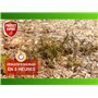PROTECT EXPERT Désherbant Polyvalent - Effets Visibles Sous 1h - 5L - Jusqu’à 50m² Traités - Prêt À Verser PROHERBIOPAV5