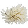 Pailles Éco-Responsables en Pomme de Terre (biseautées d'un côte) - sans plastique- Lot de 100