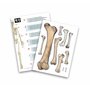 Buki - 2181 - Squelette 85cm