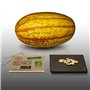 10 graines Bio à semer - Le Grenier d'Abondance - COURGE SPAGHETTI Vegetal - Certifié AB - Cucurbita pepo
