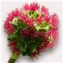 100 graines Aromatiques à semer - Le Grenier d'Abondance - PIMPRENELLE - Sanguisorba minor