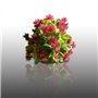 100 graines Aromatiques à semer - Le Grenier d'Abondance - PIMPRENELLE - Sanguisorba minor