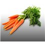 500 graines à semer - Le Grenier d'Abondance - CAROTTE Potagère Touchon - Daucus Carota