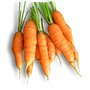 500 graines à semer - Le Grenier d'Abondance - CAROTTE Potagère Touchon - Daucus Carota