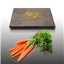 500 graines à semer - Le Grenier d'Abondance - CAROTTE Nantaise Améliorée 3 - Daucus Carota