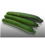 25 graines à semer - Le Grenier d'Abondance - CONCOMBRE Long Anglais - Cucumis sativus