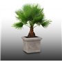 25 graines à semer - Le Grenier d'Abondance - WASHINGTONIA FILIFERA - Palmier résistant