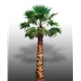 25 graines à semer - Le Grenier d'Abondance - WASHINGTONIA FILIFERA - Palmier résistant