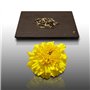 50 Graines Fleurs à semer - Le Grenier d'Abondance - ŒILLET d'Inde ou Rose d'Inde - Tagetes erecta