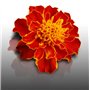 50 Graines Fleurs à semer - Le Grenier d'Abondance - ŒILLET d'Inde ou Rose d'Inde - Tagetes erecta